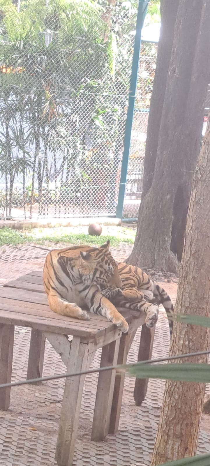 Tiger Park Pattaya