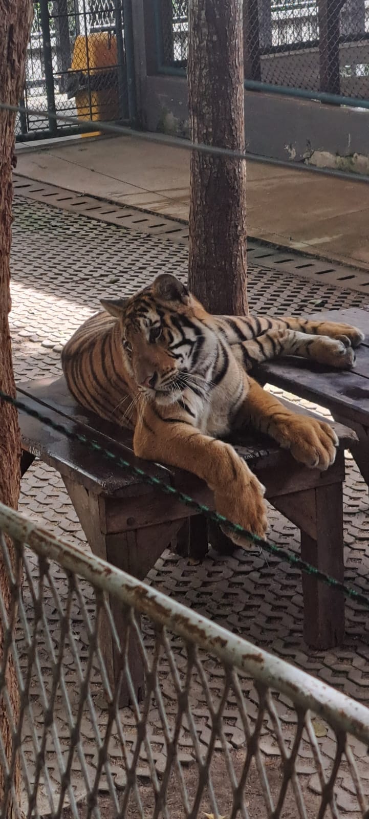 Tiger Park Pattaya