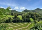 Laos Green Season