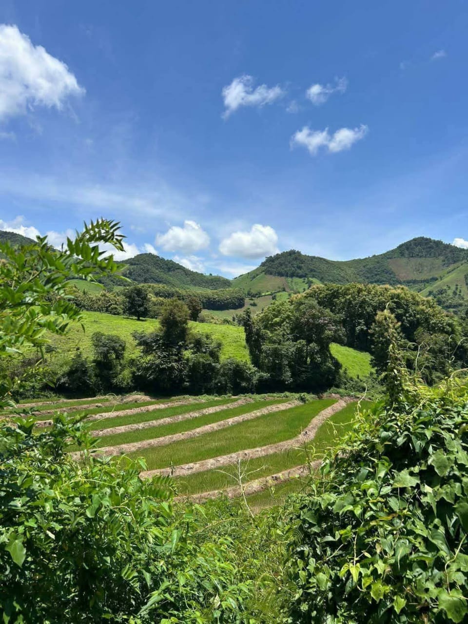 Laos Green Season