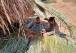 Village Trekking with Homestay