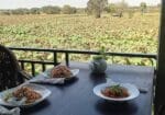 Aloe Vera Homestay