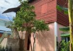 Aloe Vera Homestay