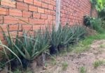 Aloe Vera Homestay