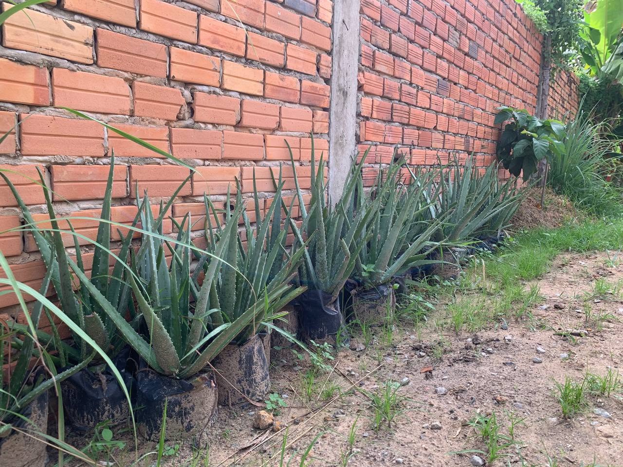 Aloe Vera Homestay
