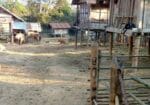 Luang Prabang – Tour Guide