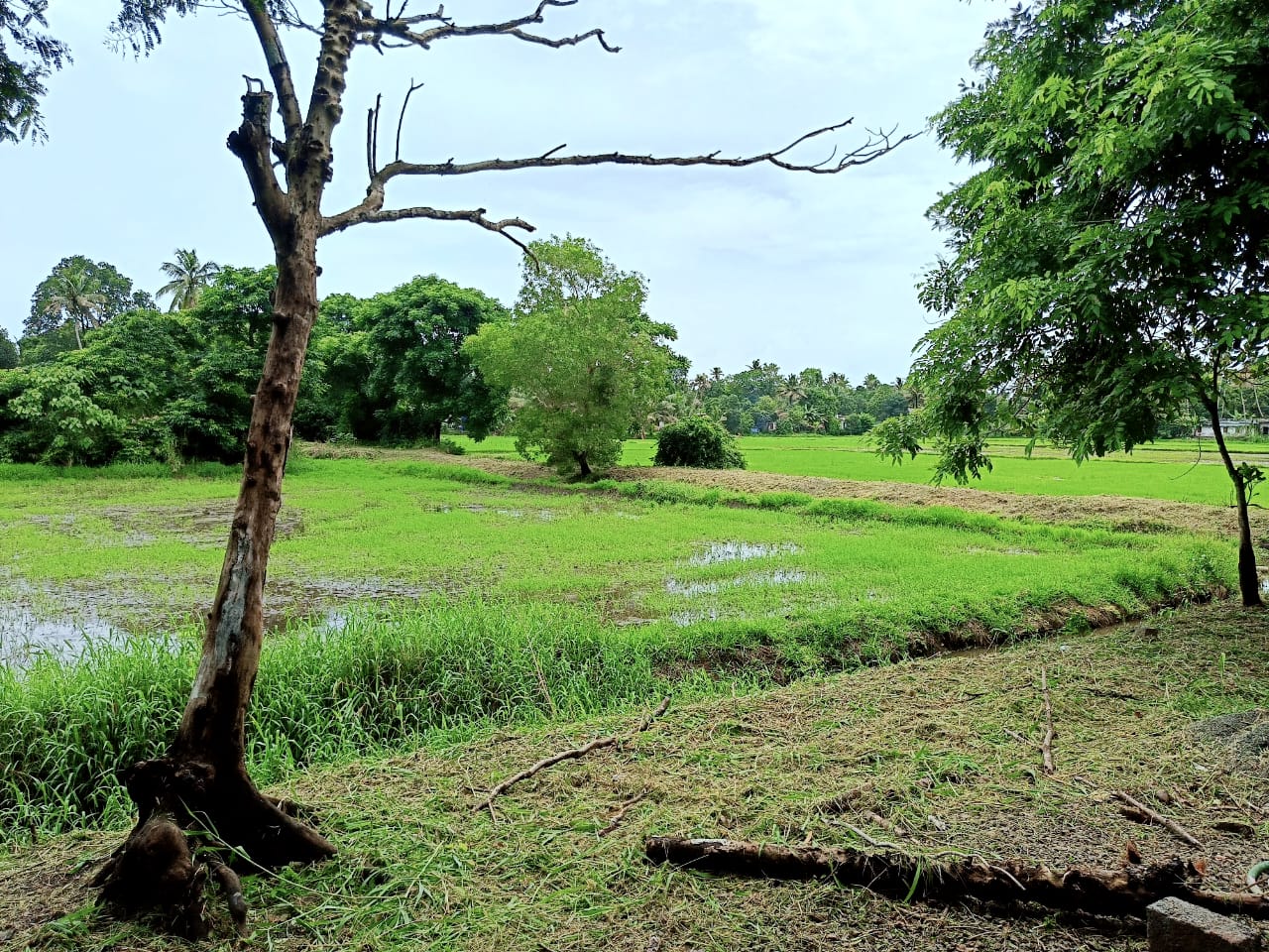 Peaceful Nature Homestay