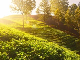 Sreemangal-Tea-Garden-Tour