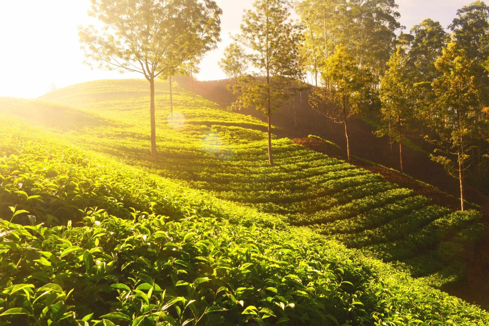 Sreemangal Tea Garden Tour | Huntown